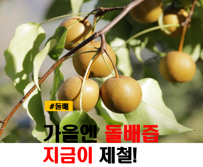 돌배 수확시기 및 효능 돌배즙 추천