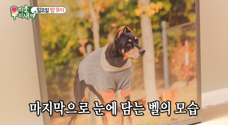 미우새 배정남 유일한 가족 벨 나이, 장례식장 화장 눈물 이별 (미운우리새끼 465회)