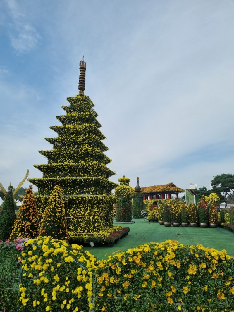 전라도 익산 여행 가볼만한곳 가을빛에 물든 2025 익산 천만송이 국화축제