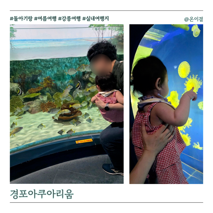  가을 가족여행지 강릉 경포아쿠아리움 입장료 할인 Tip 돌아기랑 관람동선 가이드