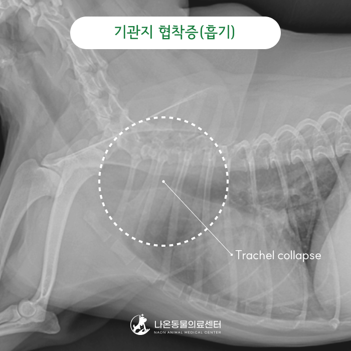 강아지 기관지 협착증/기관 허탈 : 거위 소리 기침 켁켁거림 : 기관지 협착증이란? ::마북동물....