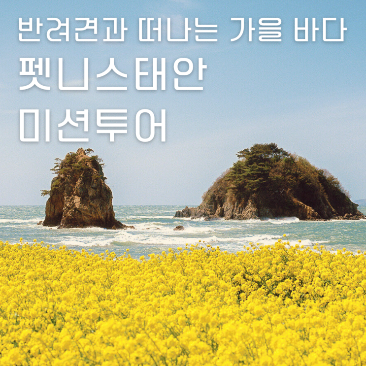  반려견 동반 여행 이벤트 | 펫니스태안 미션투어 2025 완벽가이드