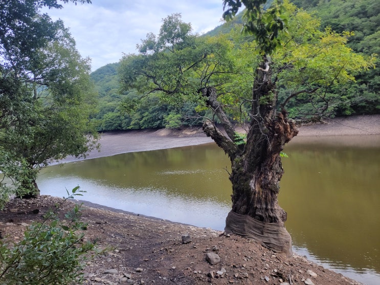  [경북 청송] 주산지 - 유네스코 세계지질공원, 왕버들과 함께 이어질 시간들