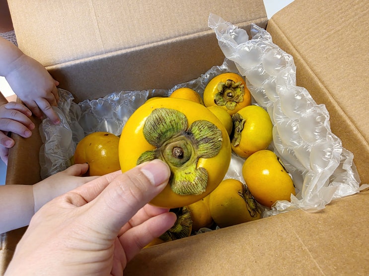  고당도 창원 단감 후기 | 쌍둥이네 최애 과일 인생감 찾았어요!