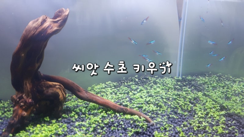 씨앗수초 기르기 1탄 (feat.씨앗발아)