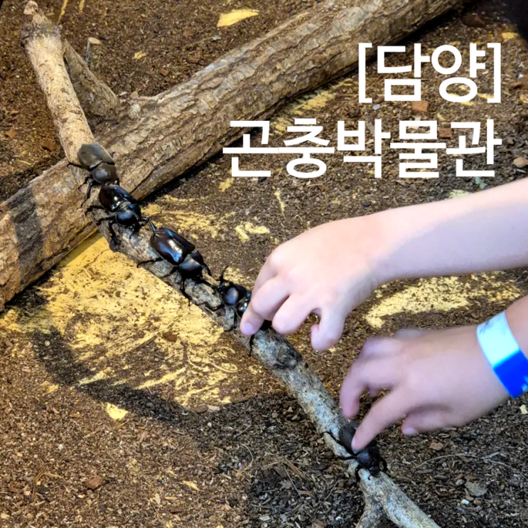  담양 곤충박물관 아이랑 곤충 체험부터 키즈카페까지 단돈 5천원