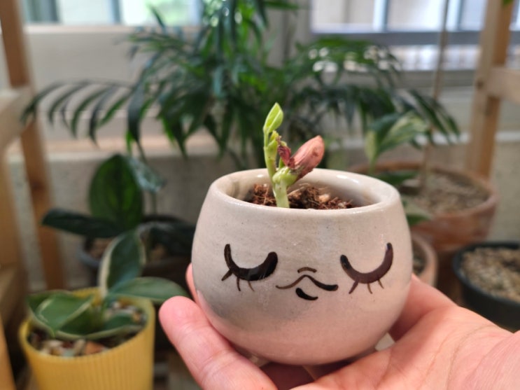  땅콩 싹이 났어요