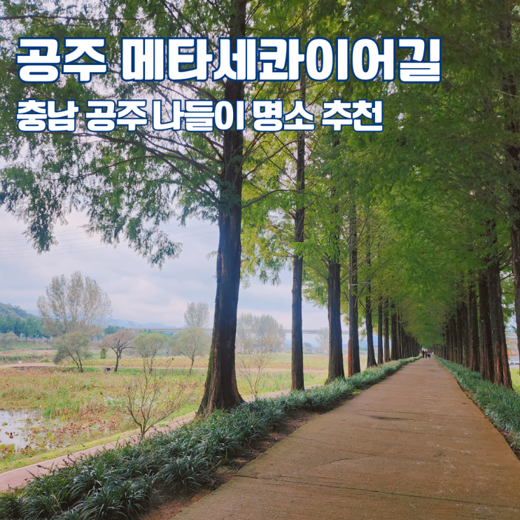  공주 메타세콰이어길 주차 나들이 산책 명소 추천 충남 여행지 가볼만한 곳