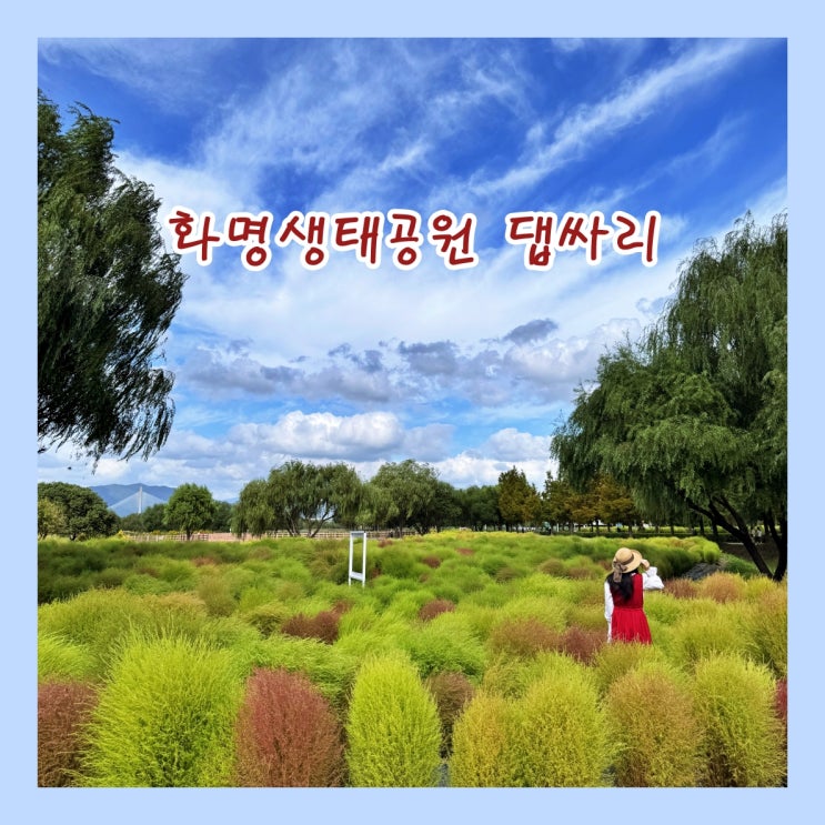 [부산] 화명생태공원 댑싸리단지...서서히 붉게 물들기 시작