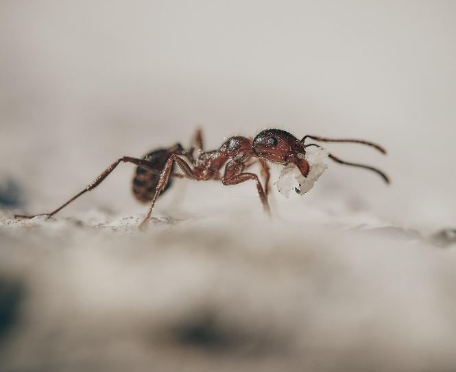 새끼, 작은 개미 만나는, 보는, 나오는 꿈 해몽