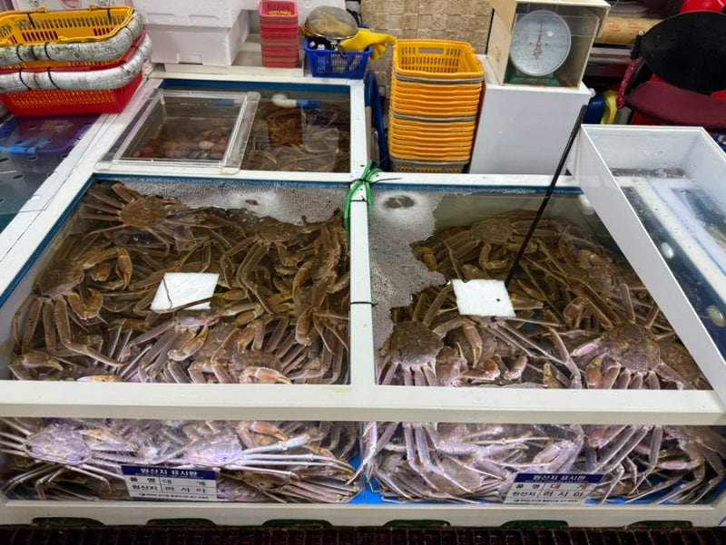 영덕 대게 먹는 철 시세 가격 모르면 손해 실패 없이 고르는 꿀팁까지