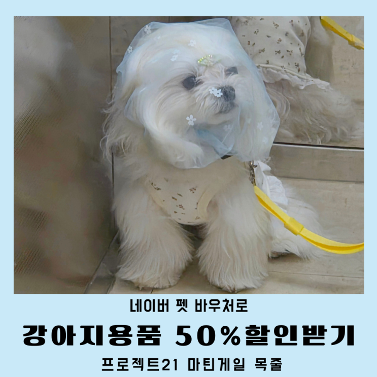  소형견 마틴게일 목줄 후기 프로젝트21 네이버 펫바우처
