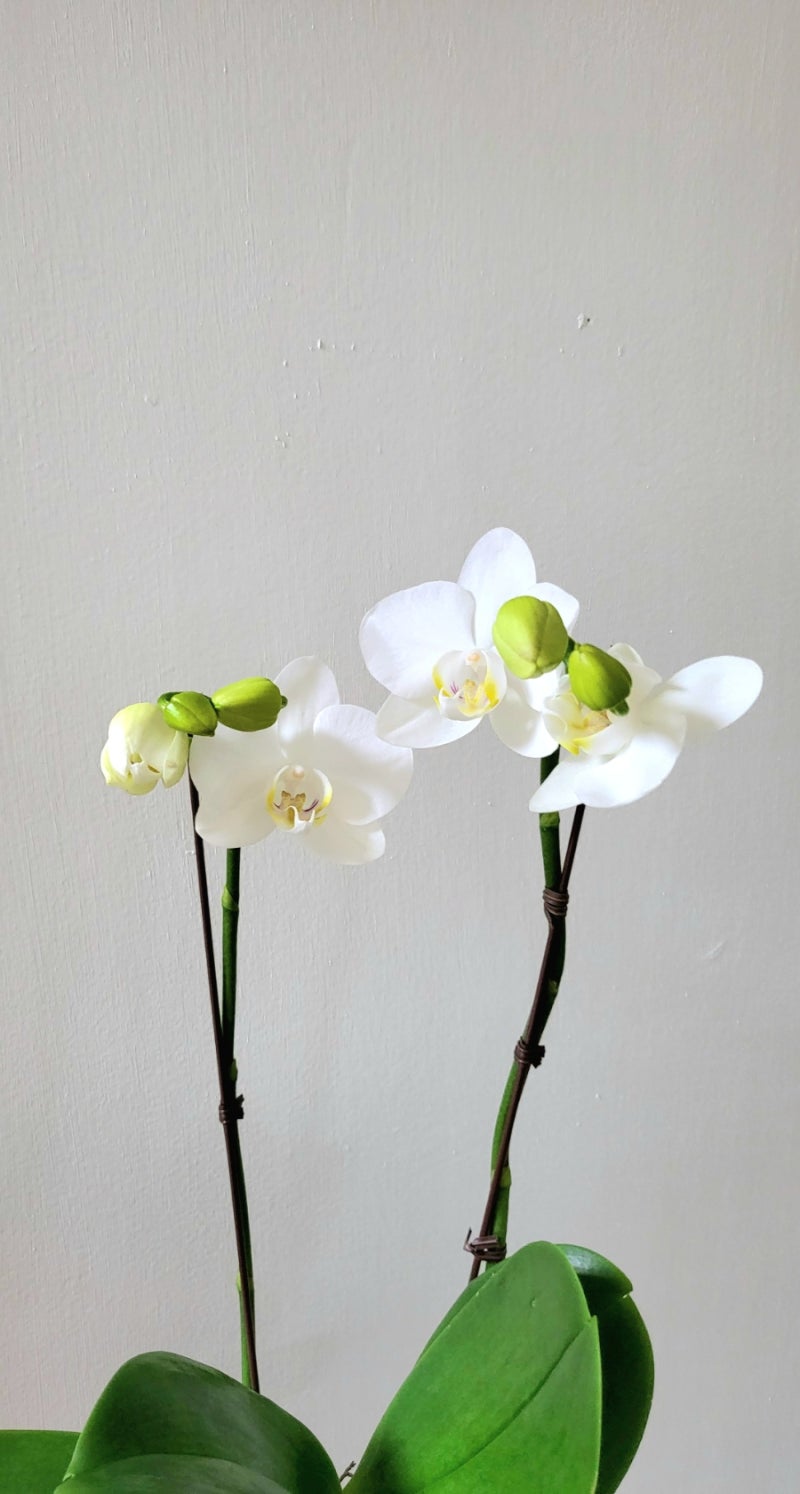 화이트 호접란 (팔레놉시스Phalaenopsis) 아마빌리스 키우기, 물주기, 꽃 피기까지!