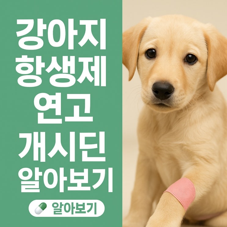  강아지 상처연고, 개시딘 연고 사용 꿀팁 