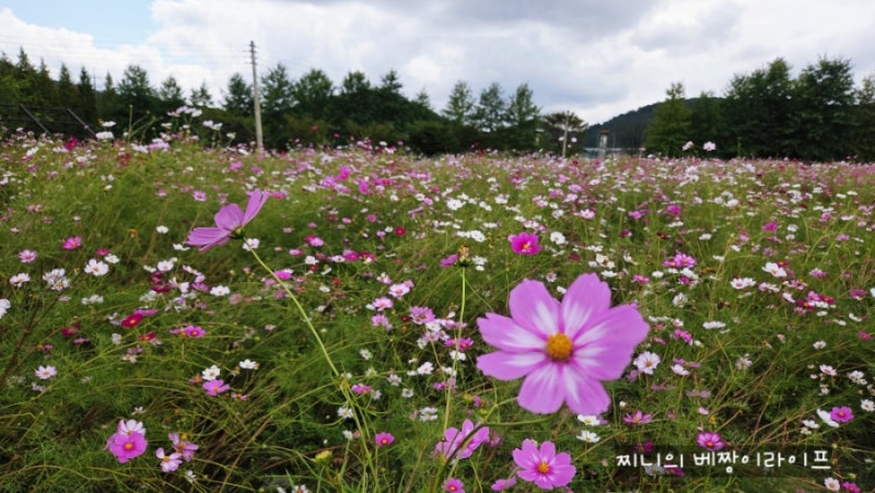 파주 가볼만한곳 ?코스모스 축제 율곡습지공원 (주차,명당,포토존,먹거리)