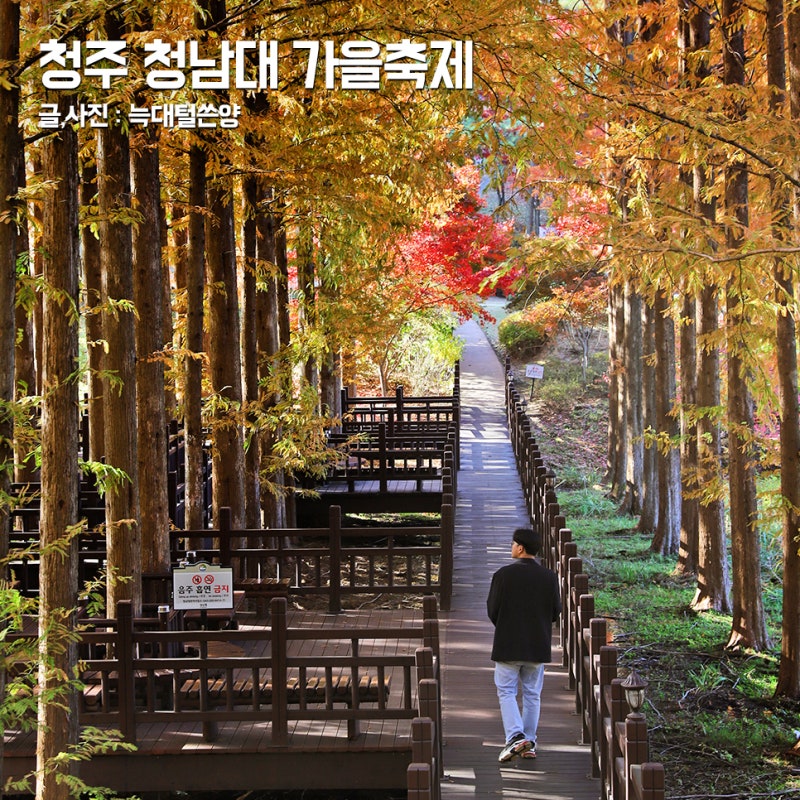 청주 청남대 가을 축제 국화 단풍 시기 예약 입장료 주차장