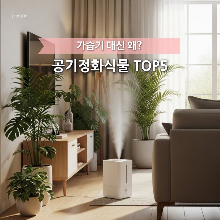  '50대 주부'들이 가습기 대신 선택한 공기정화식물 TOP 5