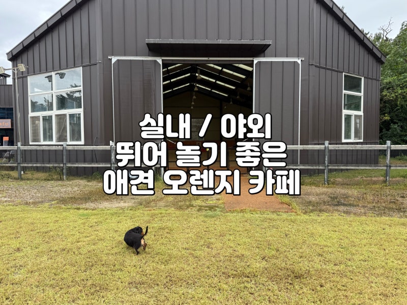 오렌지카페