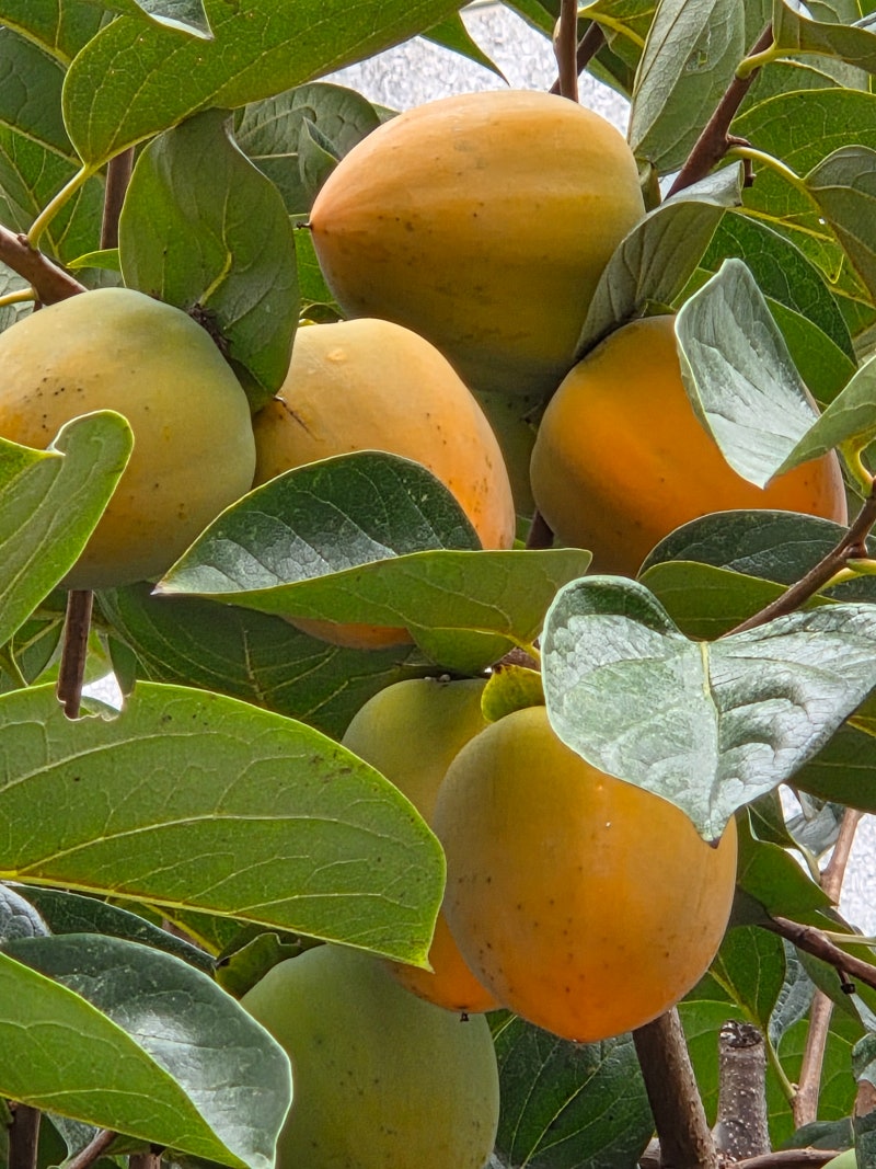 정책지식 2025.10.20. : 네이버 블로그