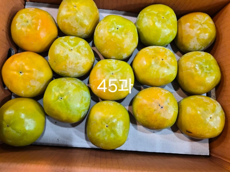  진영단감 파는곳, 청년농부 황금알농장 산지직송! 부유단감 가격 및 효능 총정리