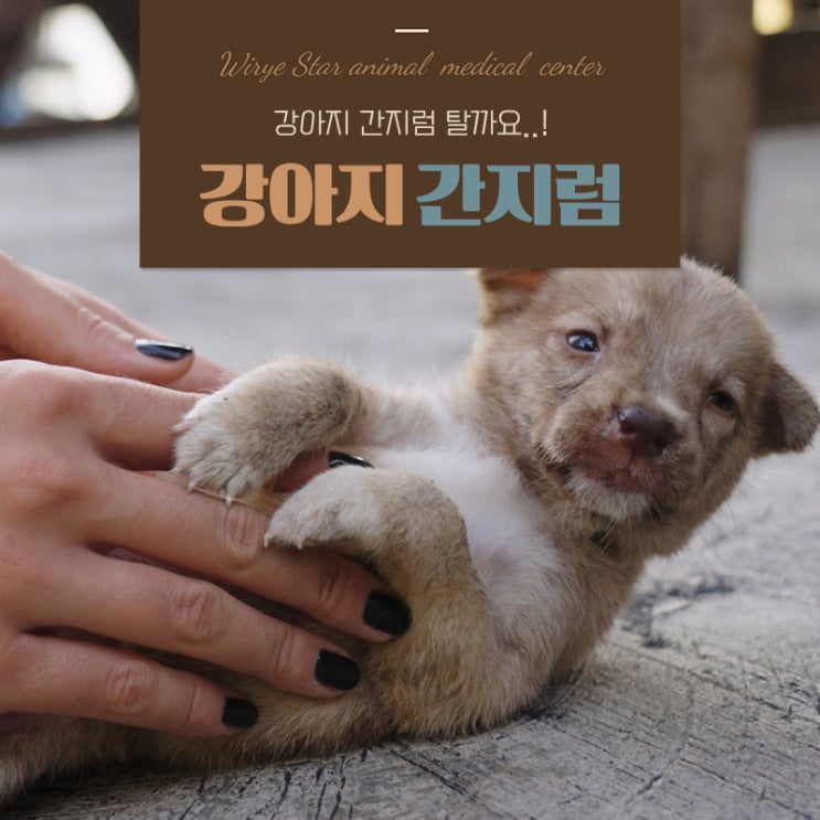  강아지 간지럼 태우기 전 꼭 알아두면 좋을 행동 심리