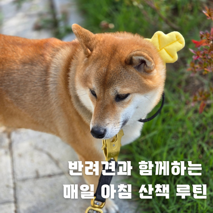  반려견 산책 효과와 시간대별 건강 포인트 | 아침 루틴으로 하루 리셋하기
