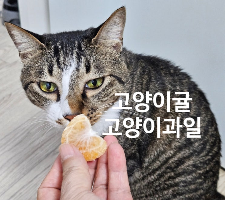  고양이 귤, 정말 먹여도 될까요? 주의해야 할 이유 정리