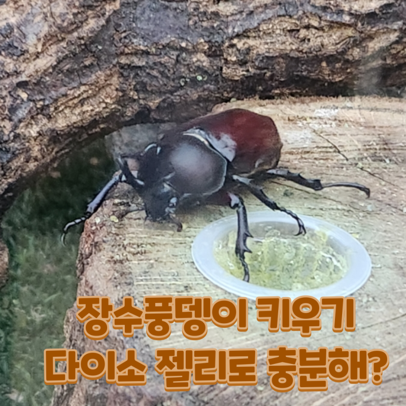 장수풍뎅이 키우기 먹이 다이소 젤리면 충분?
