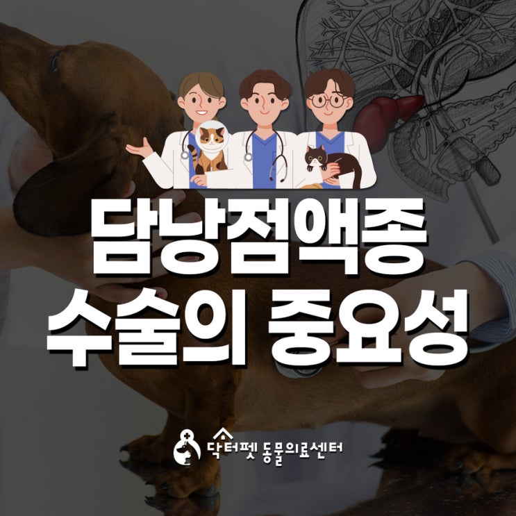  노령견 담낭점액종 파열 전 수술이 중요한 이유 부산 강아지 건강검진 동물병원