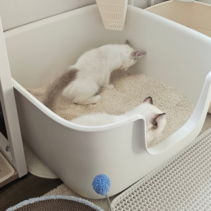 고양이 설사 유산균, 아기고양이에게 꼭 필요한 이유