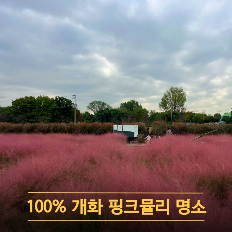 바람새마을 서울 근교 평택 핑크뮬리 명소 실시간 개화현황