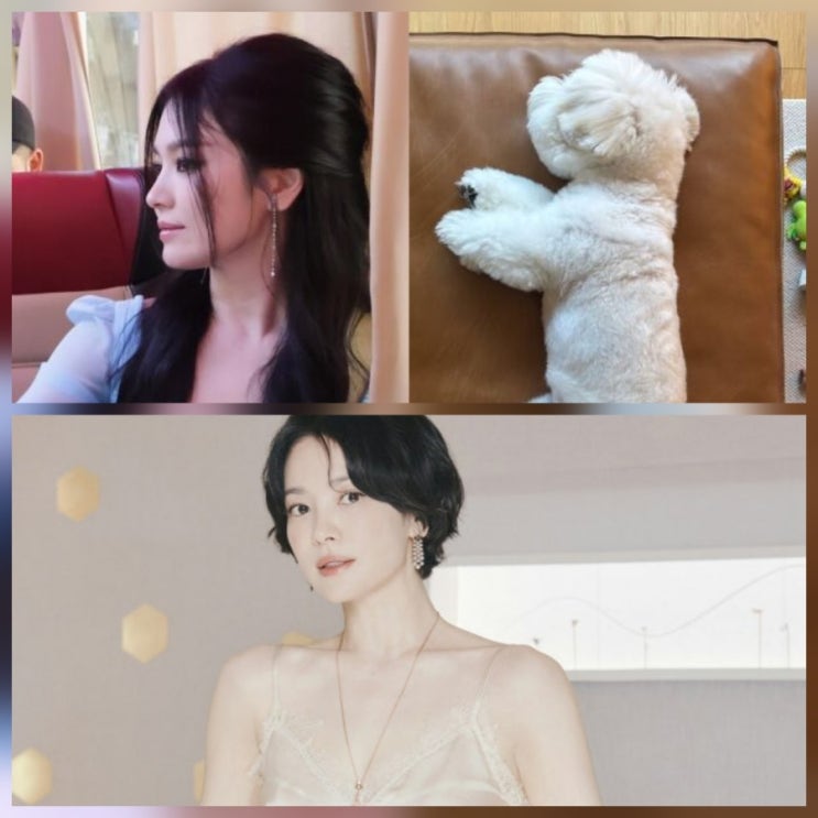 송혜교 차기작 드라마 근황