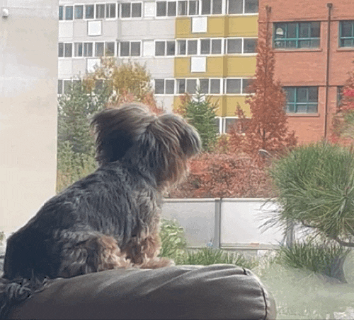  소파 위에서 세상 구경하는 강아지 콩이, 산책 전 지정석은 여기예요!