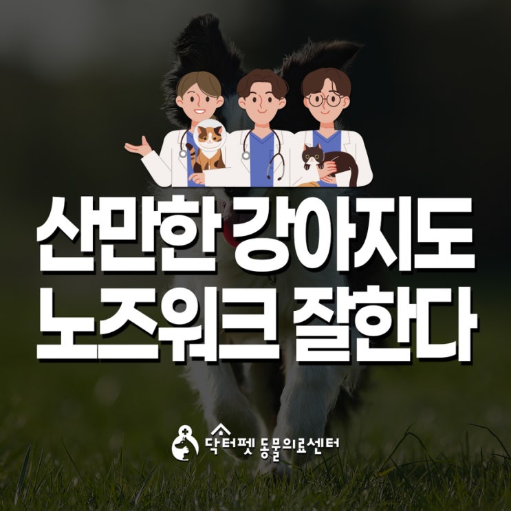  강아지 산만한 성격도 노즈워크 잘할 수 있어요 ADHD 후각 능력 연구 부산 반려견 동물병원