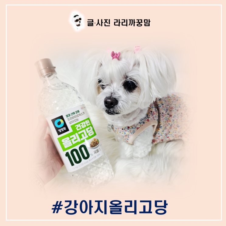  강아지 올리고당, 먹여도 될까? 장 건강에 좋은 이유와 주의할 점