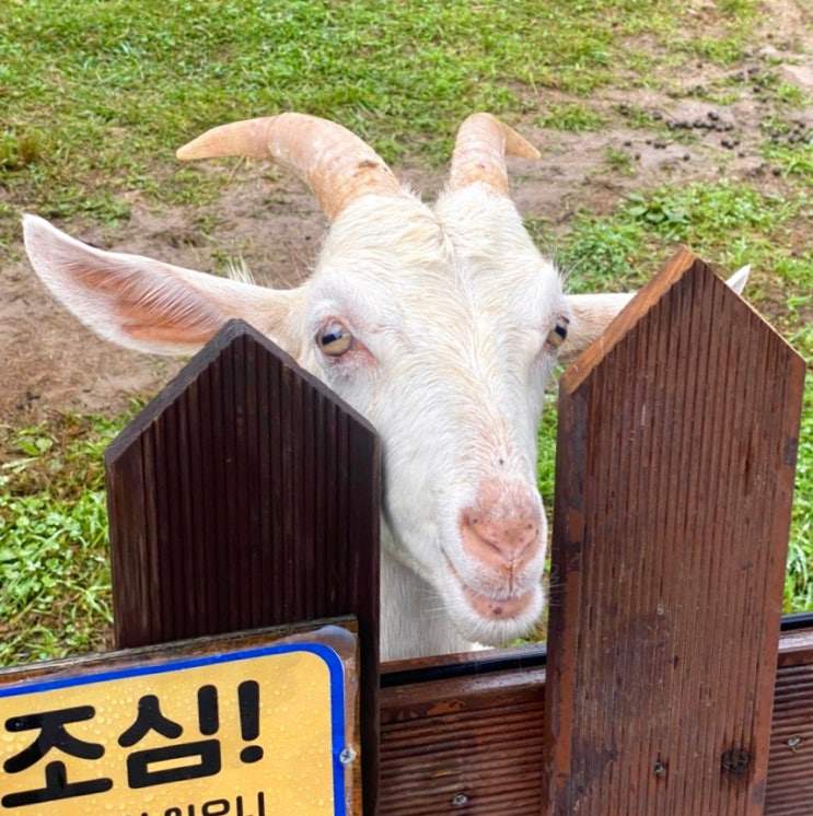  [강원도 태백여행] 데이트 가족여행 아이랑 가볼만한곳, 몽토랑산양목장 뷰카페 (비오는날 방문)