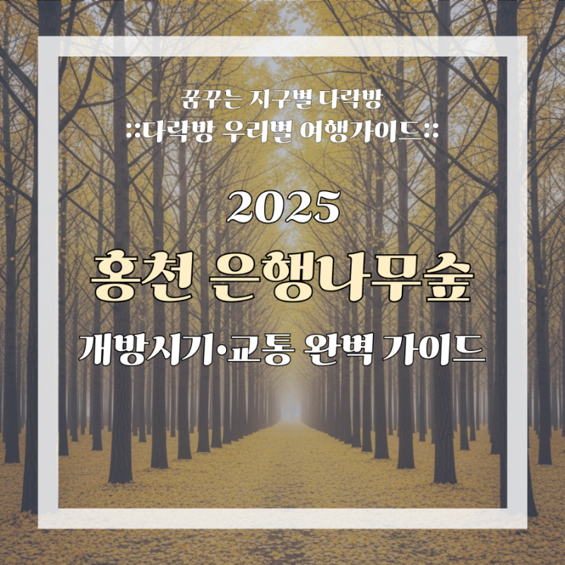 2025 홍천 은행나무숲 개방기간•절정시기•교통•맛집•관광코스 가이드