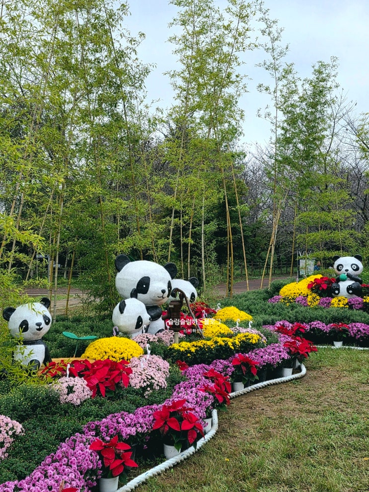  인천 드림파크 야생화단지 _ 가을 대표꽃 국화축제, 청라가볼만한곳
