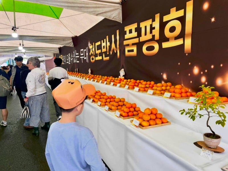 2025청도반시축제 & 운문산 자연휴양림 숲속의집(오소리) 숙박 후기