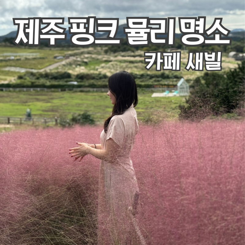 제주 핑크뮬리 볼 수 있는 새별오름 근처 애월 카페 새빌