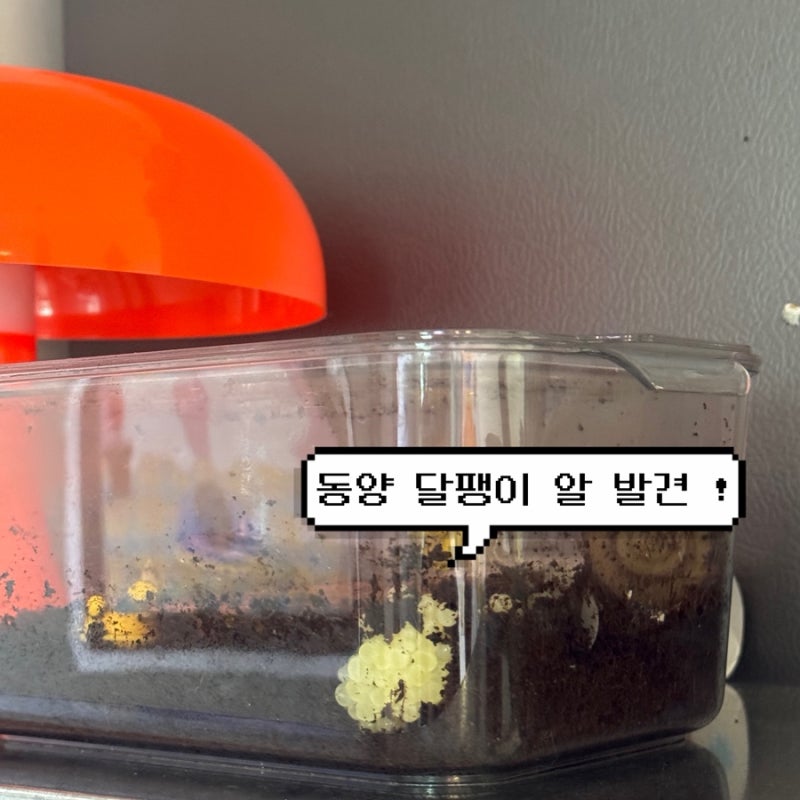 동양달팽이 알 부화 후기 / 알 부화 방법 / 동양달팽이 알 & 꼬물이 분양