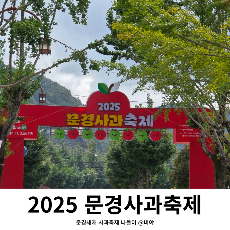 문경사과축제 2025 아이랑 함께, 시나노골드 감홍사과 가격