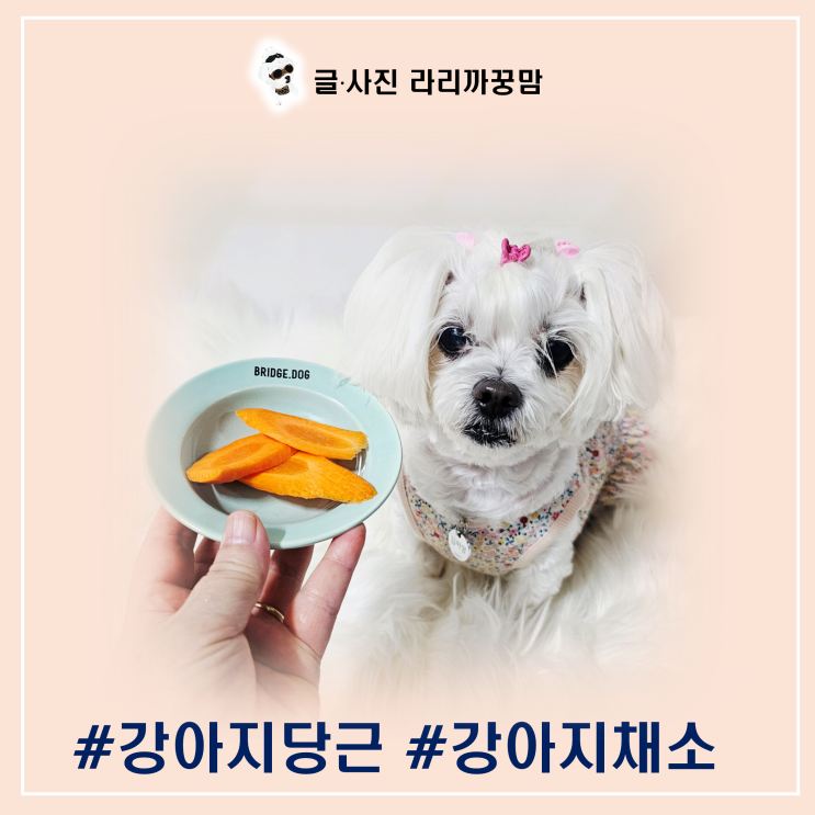  강아지 당근 알레르기부터 급여법까지, 꿍이 이야기로 알아보는 강아지 채소 가이드