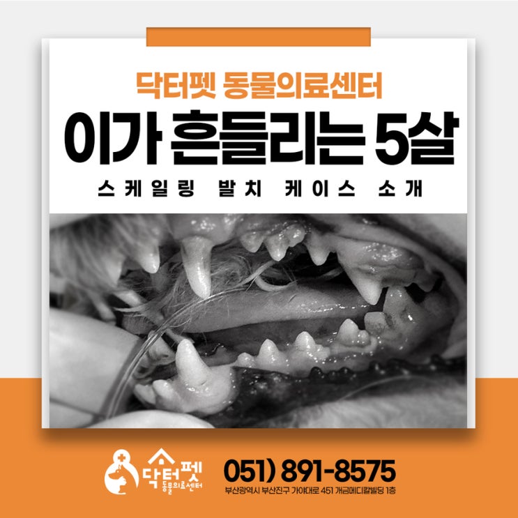  5살 비숑 이빨 흔들림 잔존유치 발치 스케일링 부산 냉정역 강아지 치과 동물병원