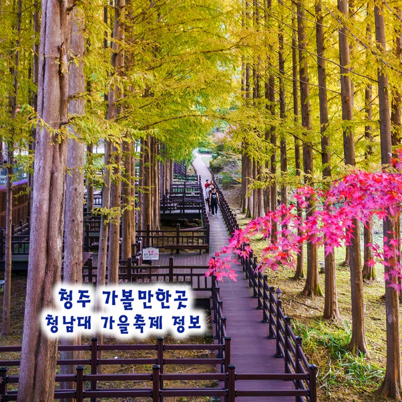 청주 가볼만한곳 청남대 가을축제 국화 입장료 시간