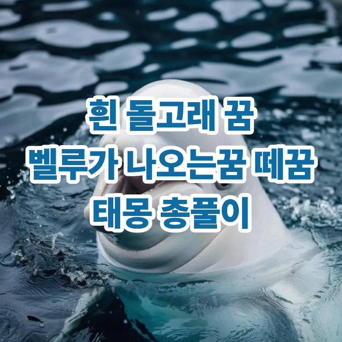  흰 돌고래 꿈 벨루가 나오는꿈 떼꿈 태몽 총풀이