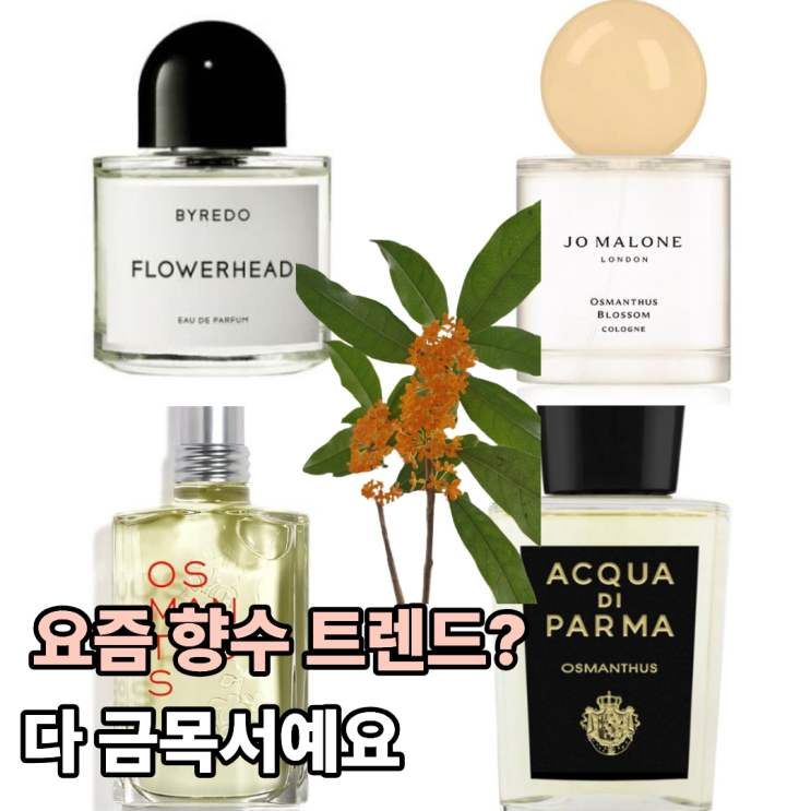 2025 가을 향수 추천 달콤하고 고요한 금목서 향수 TOP6
