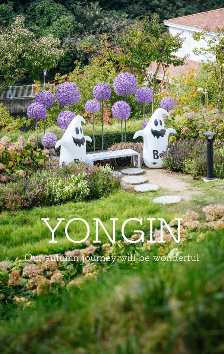  용인 가볼만한곳 용인자작나무숲 핑크뮬리 가을꽃축제 베툴라카페
