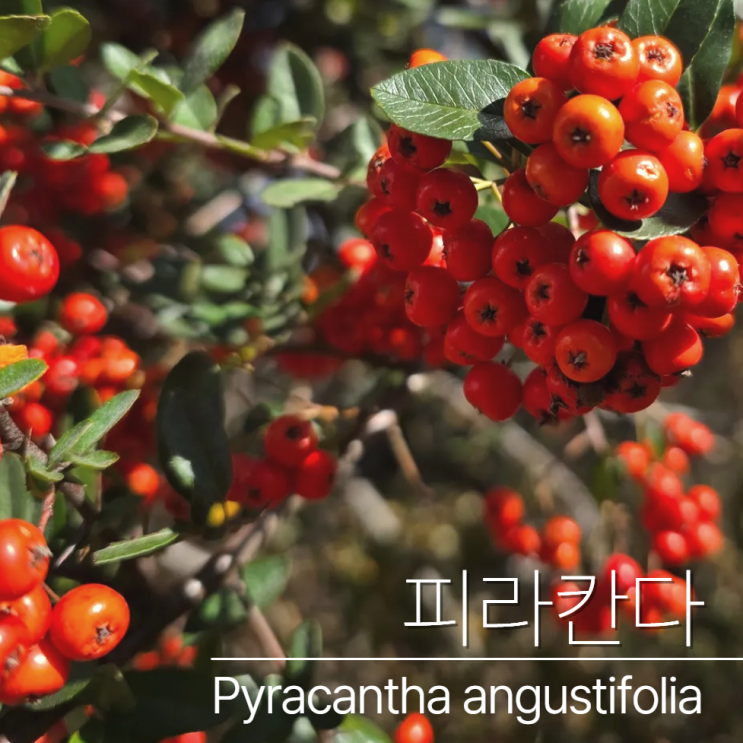  피라칸다 열매 효능? 먹어도될까?