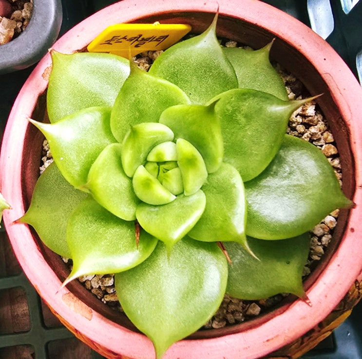  20251021 토스카넬리